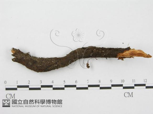 登錄號:F0019159藏品圖，第4張