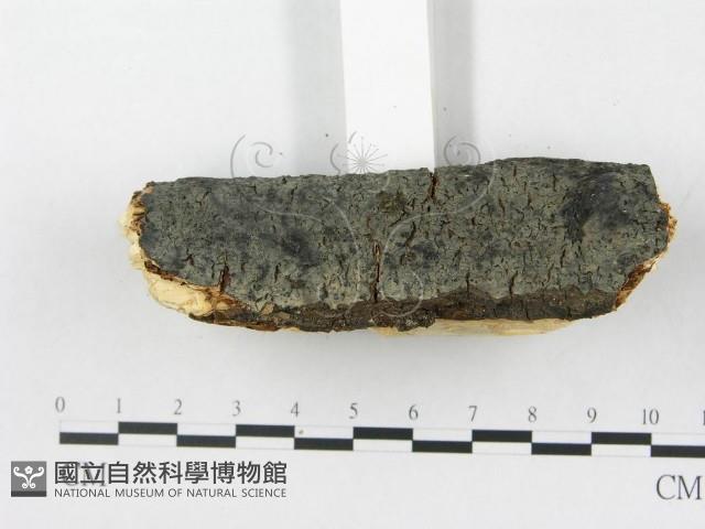 登錄號:F0020059藏品圖，第4張