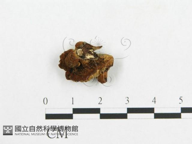 登錄號:F0007059藏品圖，第4張