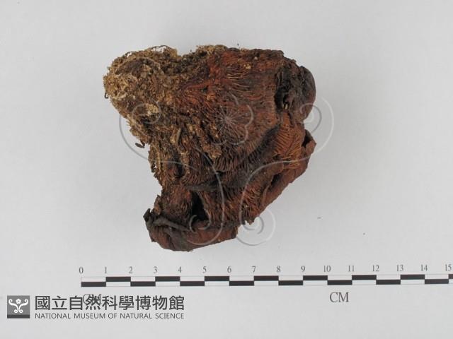 糙皮側耳藏品圖，第4張