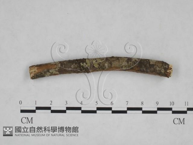 刺革菌屬藏品圖，第4張