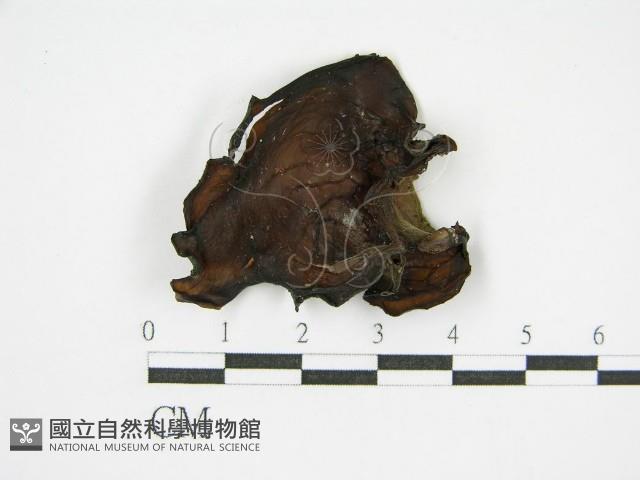 登錄號:F0015249藏品圖，第4張