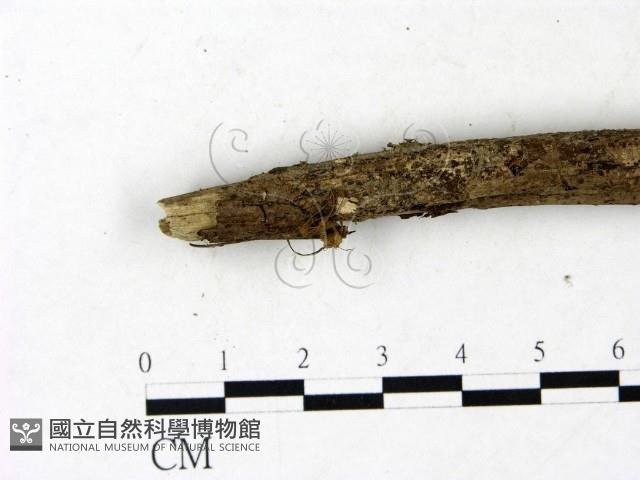 登錄號:F0022849藏品圖，第4張