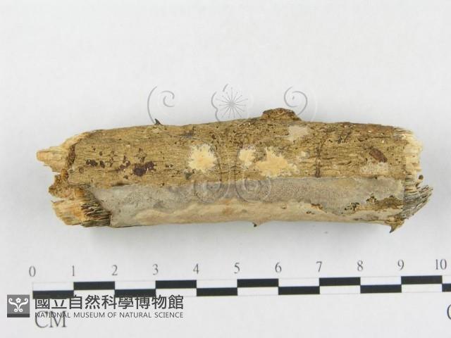 登錄號:F0007849藏品圖，第4張