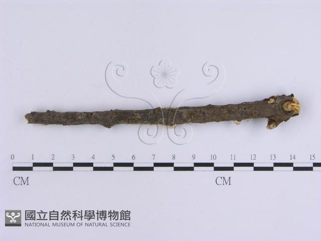 韌革菌屬藏品圖，第4張