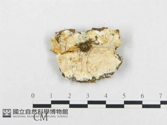 館號:F0019949藏品圖，第4張