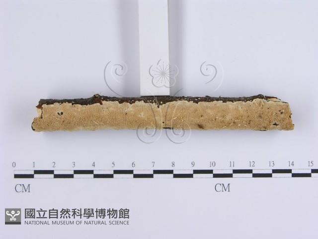 登錄號:F0001649藏品圖，第4張