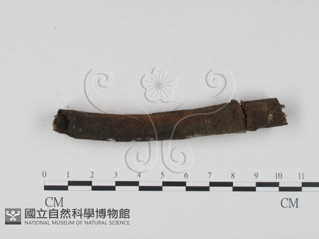 剛毛絲皮菌藏品圖，第4張