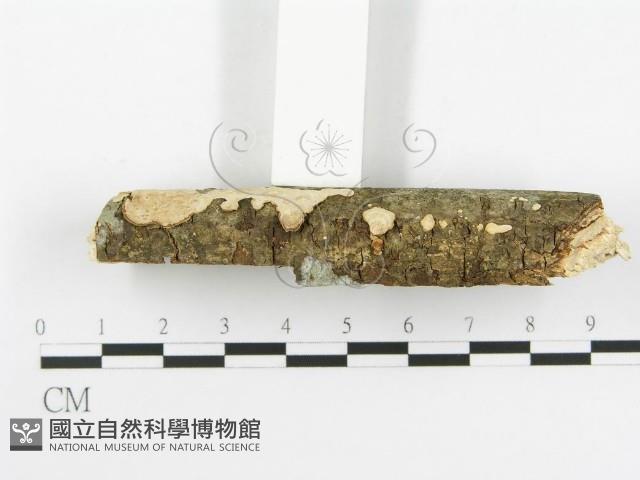 刺皮菌屬藏品圖，第4張