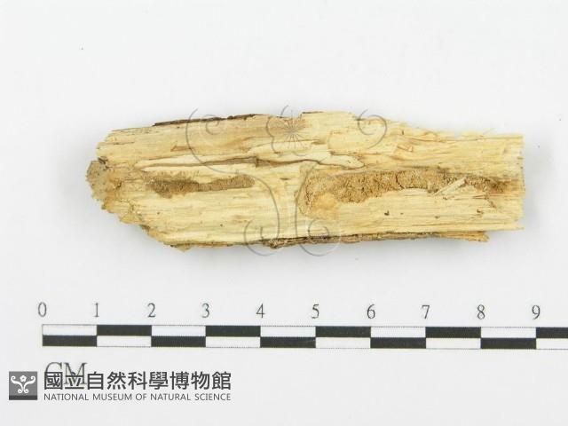 登錄號:F0000449藏品圖，第4張