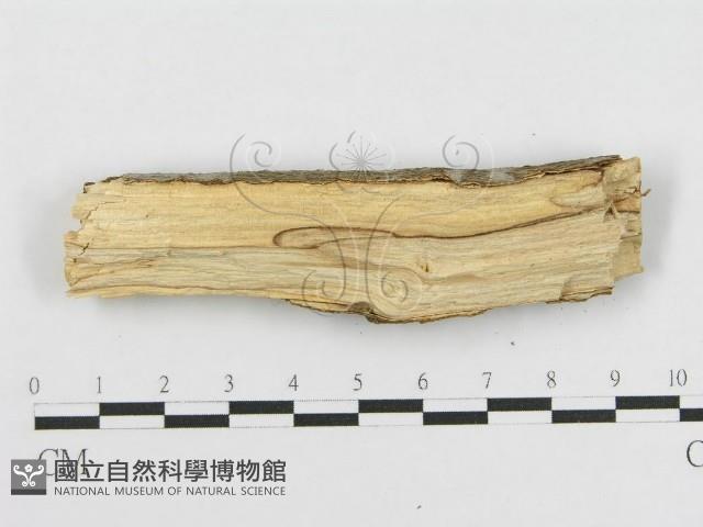登錄號:F0010449藏品圖，第4張