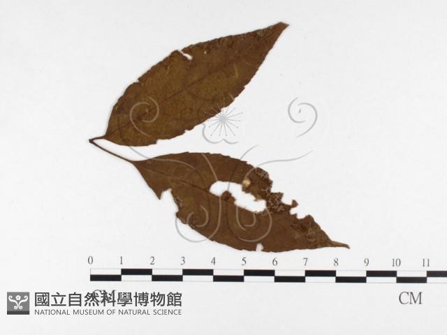 登錄號:F0026449藏品圖，第4張