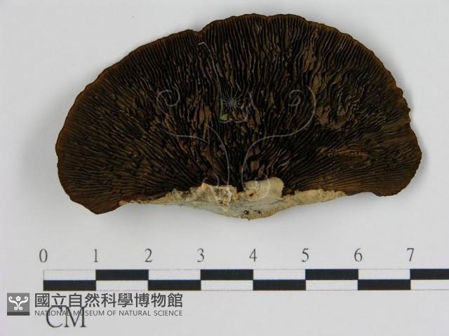 登錄號:F0016449藏品圖，第4張