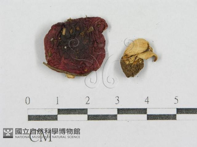 紅菇屬藏品圖，第4張