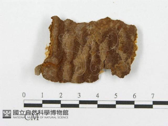 登錄號:F0017449藏品圖，第4張