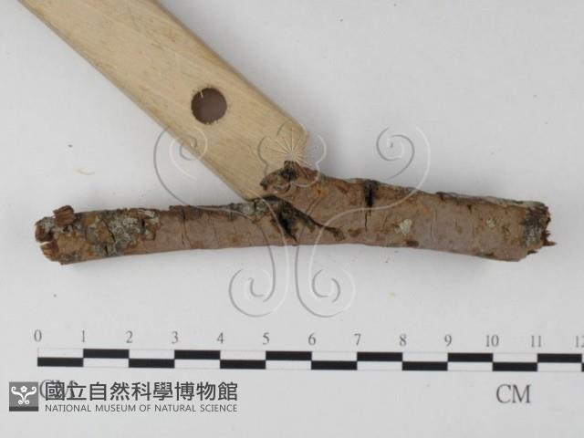 刺革菌屬藏品圖，第4張