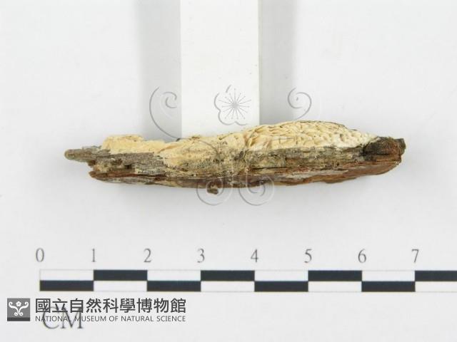 館號:F0019749藏品圖，第4張