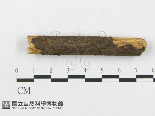 登錄號:F0013749藏品圖，第4張