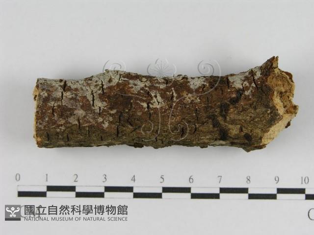 登錄號:F0008549藏品圖，第4張