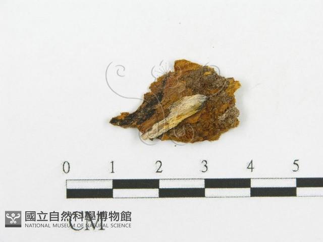 登錄號:F0017549藏品圖，第4張