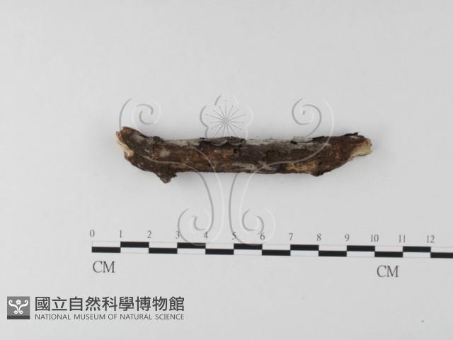 絲齒菌屬藏品圖，第4張
