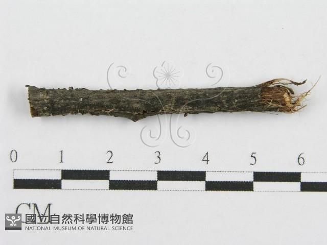 筍殼菌屬藏品圖，第4張