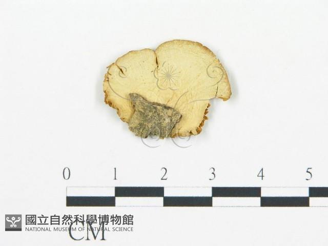 登錄號:F0013149藏品圖，第4張
