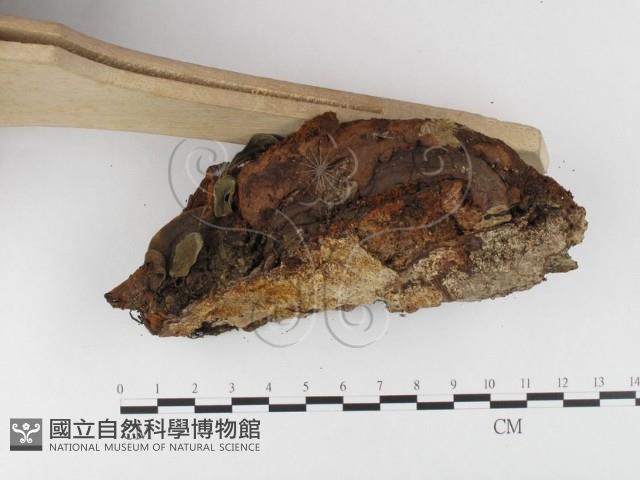 木層孔菌屬藏品圖，第4張