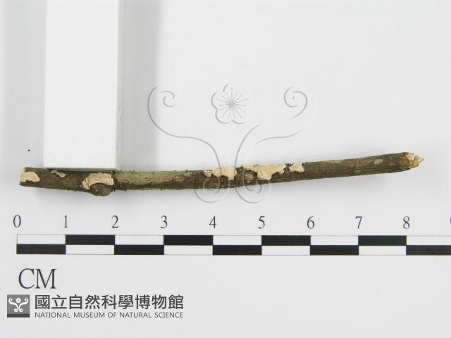 登錄號:F0001049藏品圖，第4張