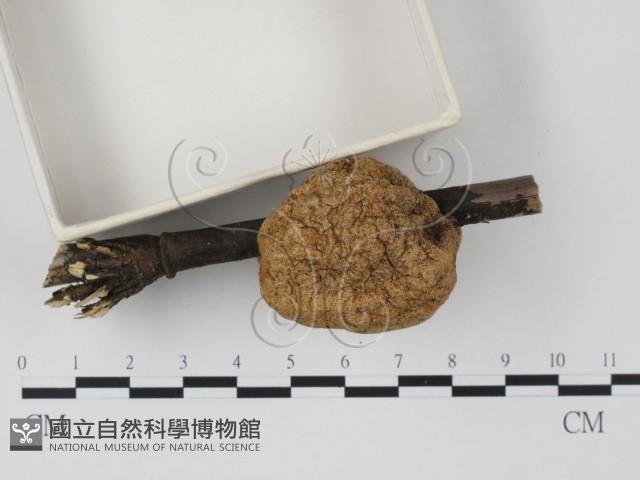 登錄號:F0004049藏品圖，第4張