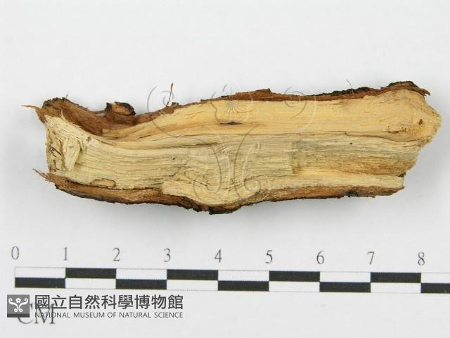 筍殼菌屬藏品圖，第4張