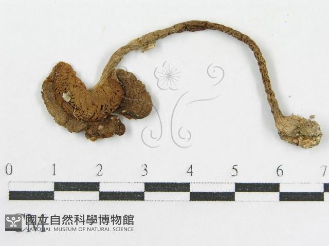 登錄號:F0008349藏品圖，第4張