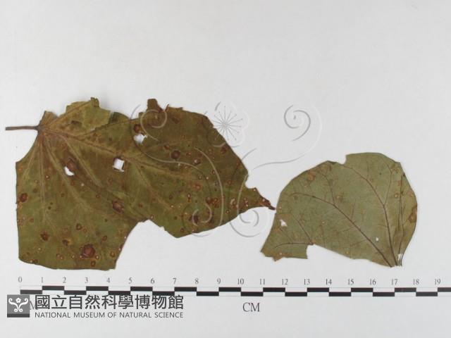 登錄號:F0026349藏品圖，第1張