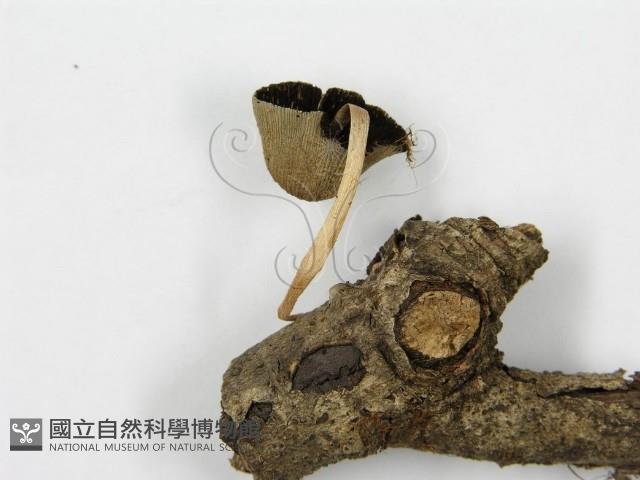 登錄號:F0016349藏品圖，第4張