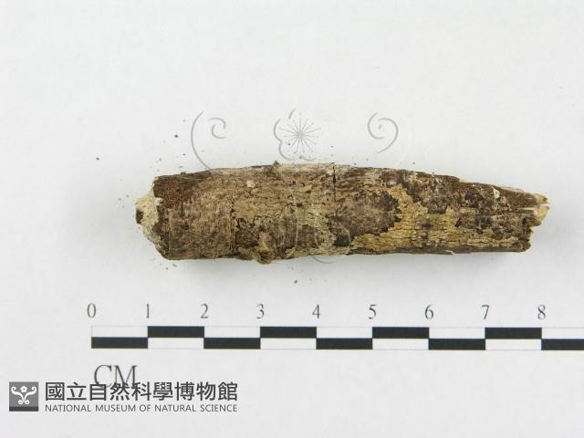 樹脂殼菌屬藏品圖，第4張