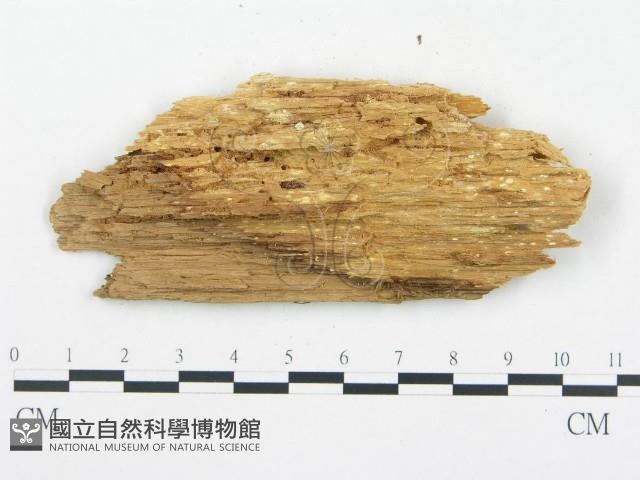 登錄號:F0017349藏品圖，第4張
