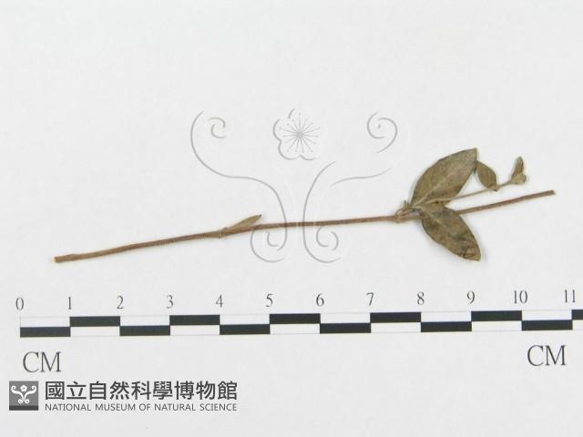 登錄號:F0019349藏品圖，第4張