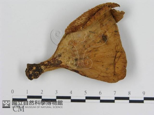 登錄號:F0001239藏品圖，第4張