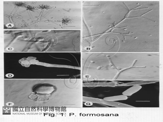 登錄號:F0021839藏品圖，第4張