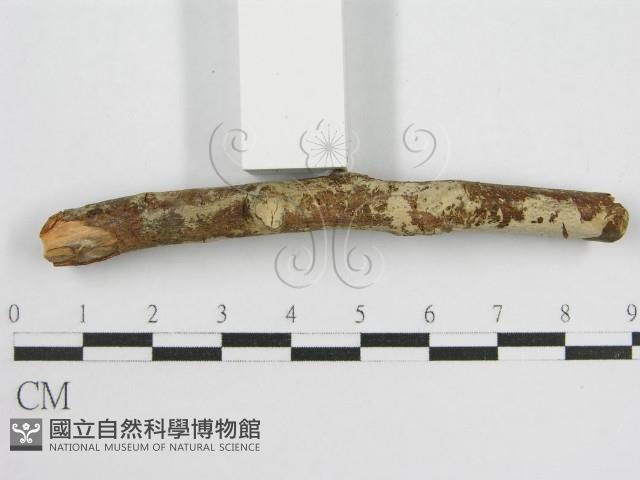 登錄號:F0012839藏品圖，第4張