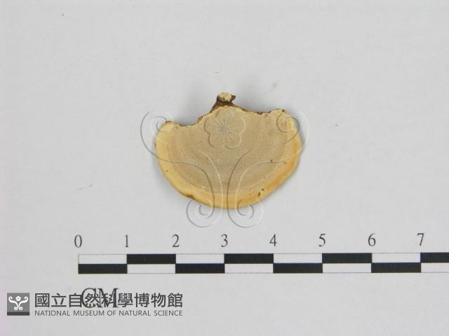 相鄰小孔菌藏品圖，第4張