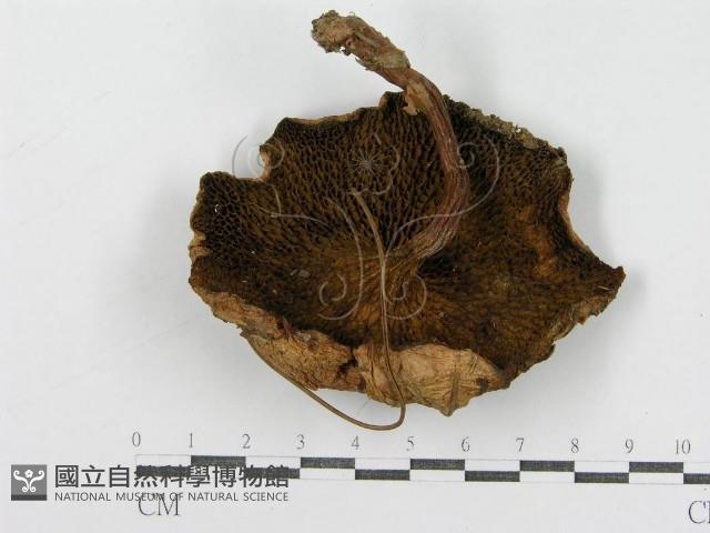 登錄號:F0012939藏品圖，第4張