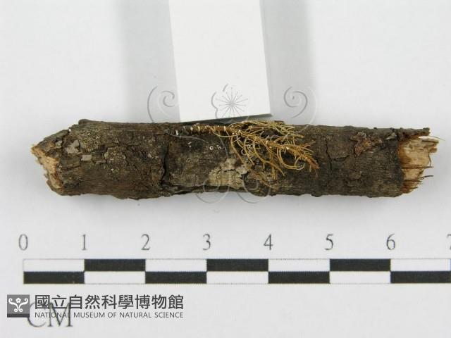 筍殼菌屬藏品圖，第4張