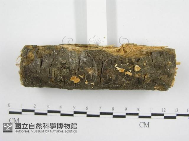 微皮傘屬藏品圖，第4張