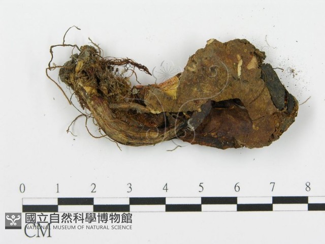 登錄號:F0002639藏品圖，第4張