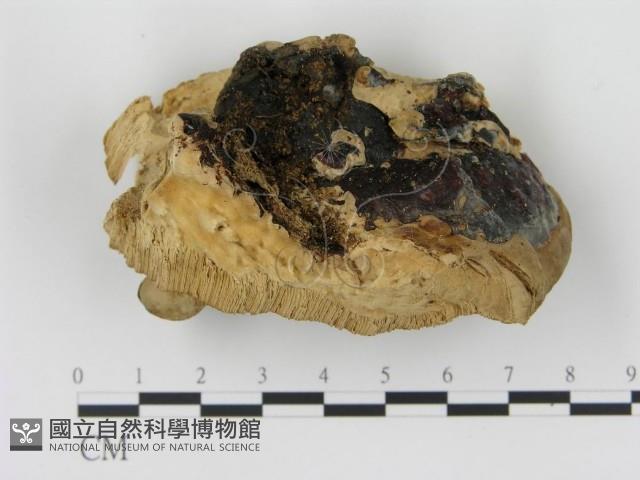 松生擬層孔菌藏品圖，第4張