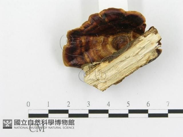 登錄號:F0020439藏品圖，第4張