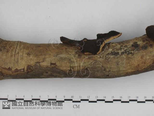 登錄號:F0002439藏品圖，第4張