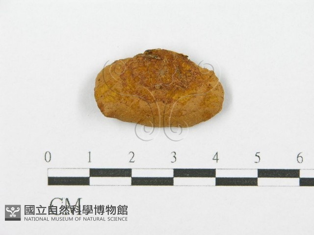 登錄號:F0017439藏品圖，第4張