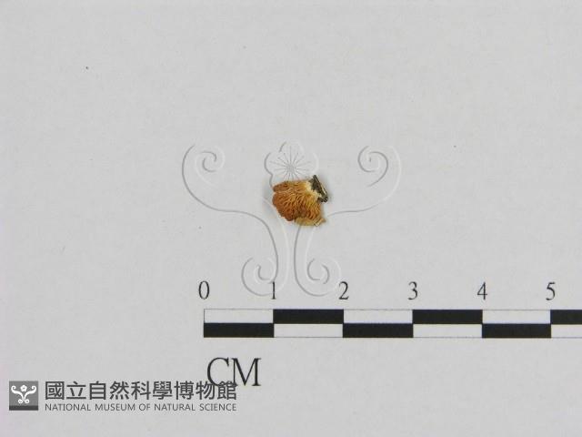 登錄號:F0001739藏品圖，第4張